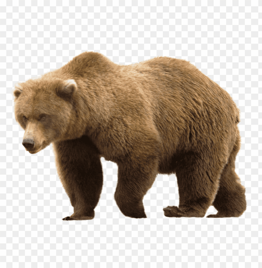 Realistic brown bear standing in a natural pose PNG