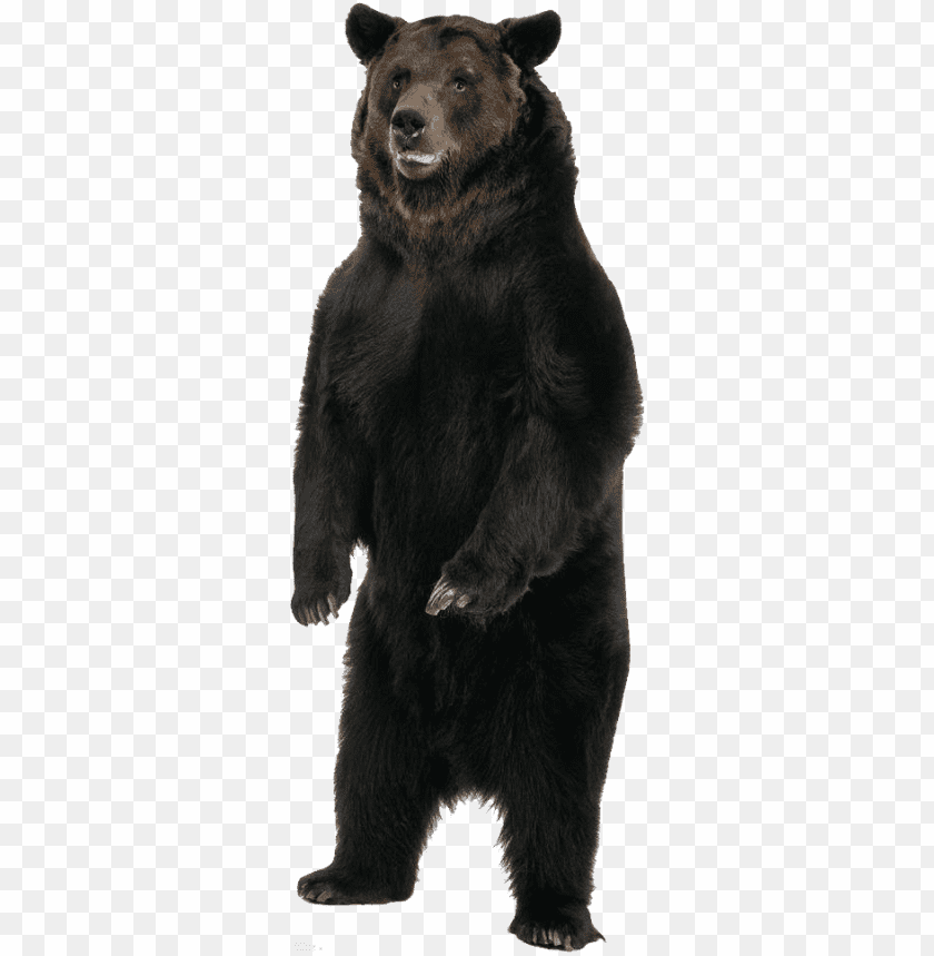 Standing black bear with a friendly expression on a transparent background PNG