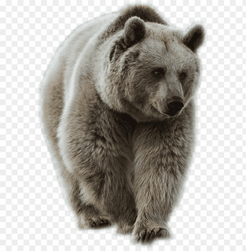 A detailed image of a walking grizzly bear with fluffy fur PNG