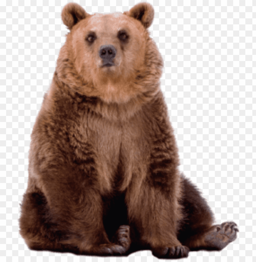 A sitting brown bear with a thick fur coat and attentive expressio PNG