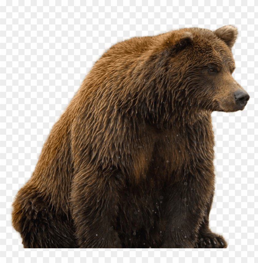 Brown bear PNG, large, wild, strong