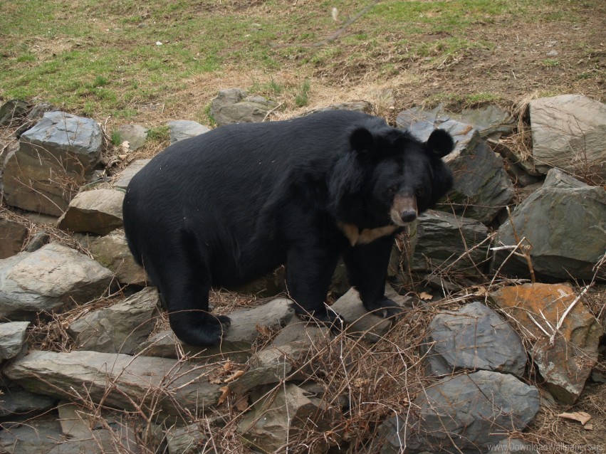 Bear Big Fat Stones Wallpaper PNG Transparent Background