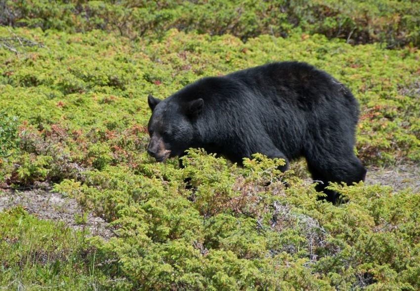 black bear, wildlife, nature, forest, flora, animal behavior, outdoor scenery