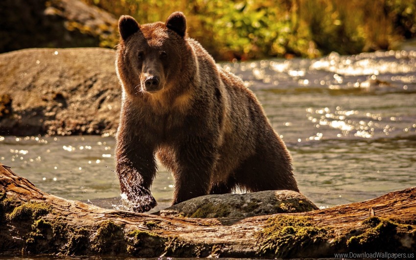 bear, nature, wildlife, forest, river, brown bear, outdoor