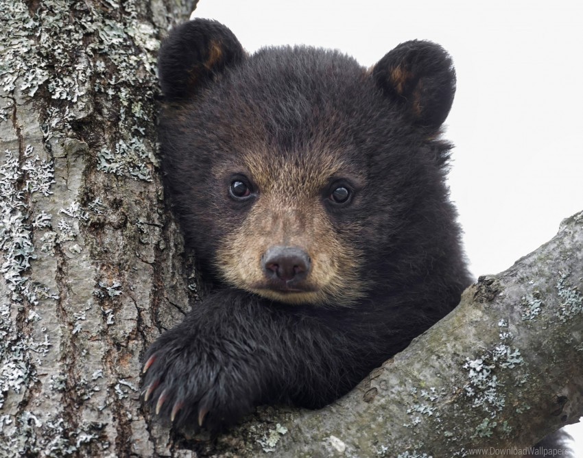 bear, wildlife, animal, nature, forest, young bear, tree