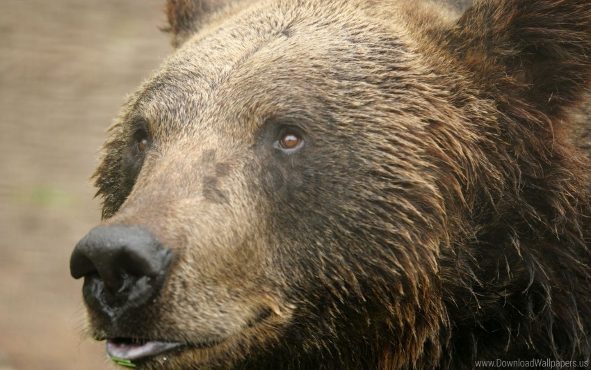 bear, wildlife, animal portrait, nature photography, wilderness, natural habitat, forest creature