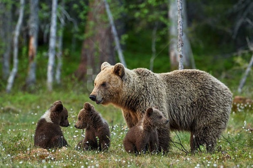 animals ,animal background