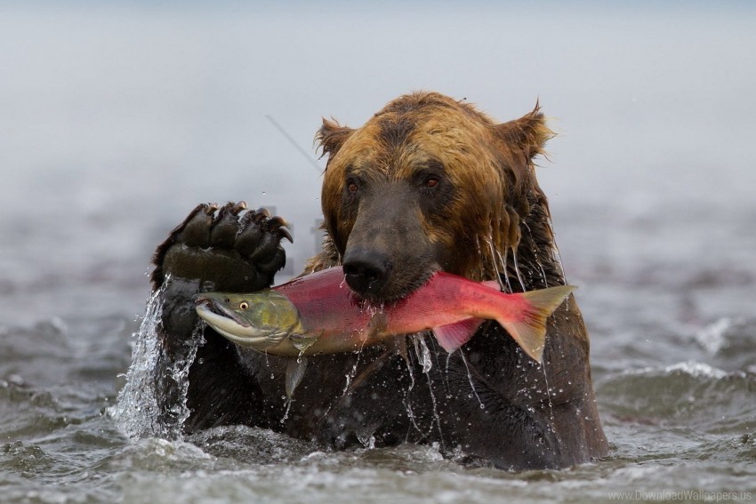 Bear Fish Fishing Water Wet Wallpaper PNG Transparent Background