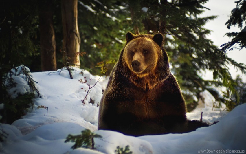 bear, wildlife, nature, forest, winter, snow, outdoor