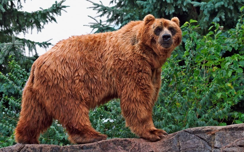 bear, wildlife, nature, forest, animal fur, brown bear, natural habitat