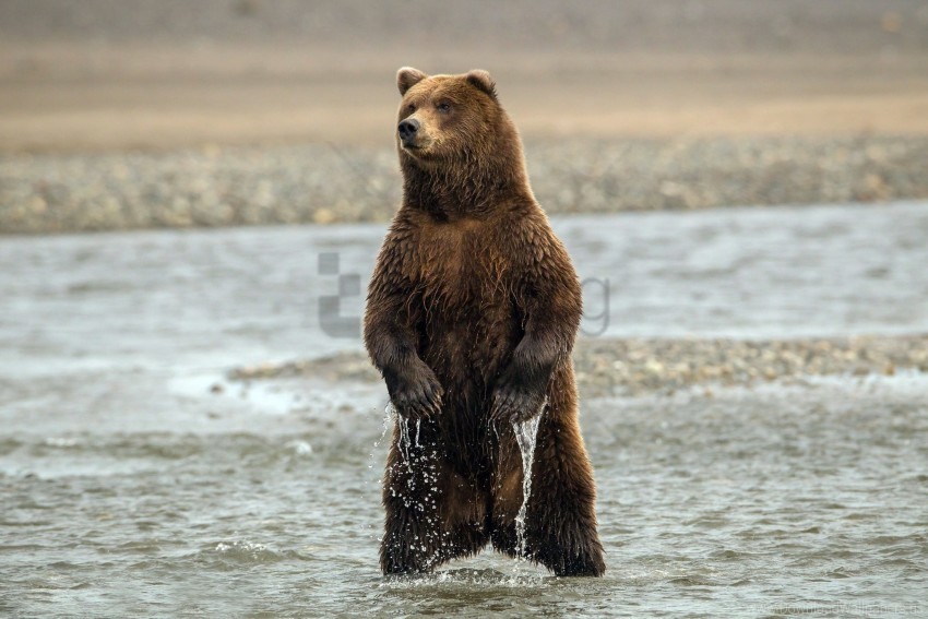 Bear Sea Stand Wet Wallpaper PNG Transparent Background