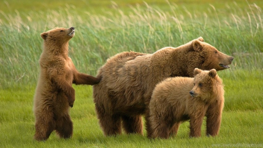 Bears Family Grass Wallpaper PNG Transparent Background