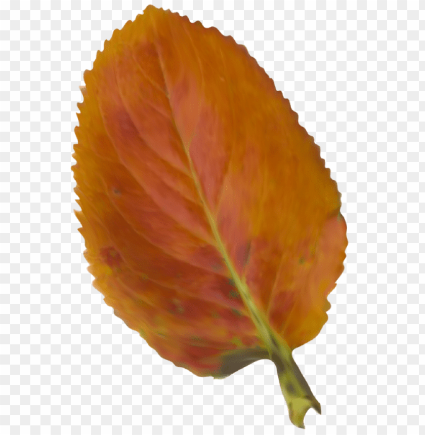 autumn leaf, colorful foliage, nature decor, seasonal leaves, orange leaf, plant elements, outdoor scenery