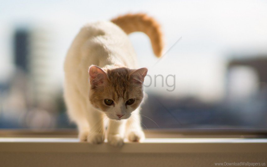 cat, domestic cat, feline, pet, animal behavior, window view, playful cat