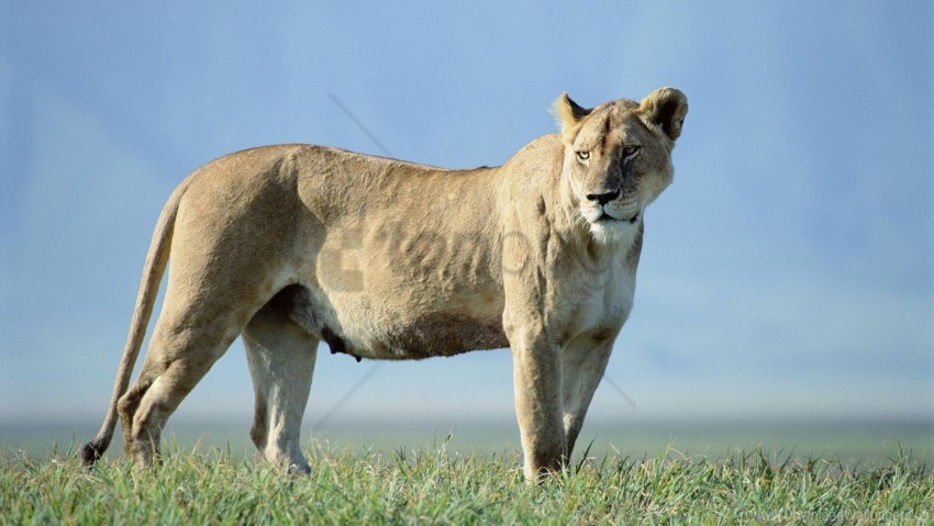 lion, wildlife, nature, savanna, big cat, African fauna, majestic animals