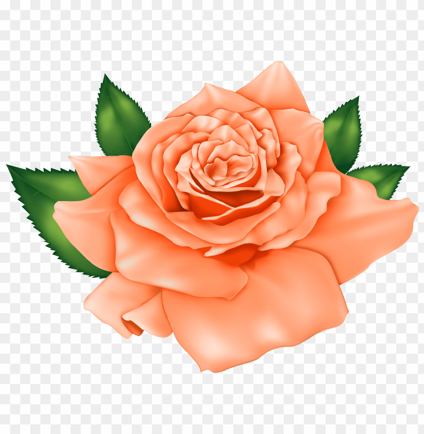 beautiful, orange, rose