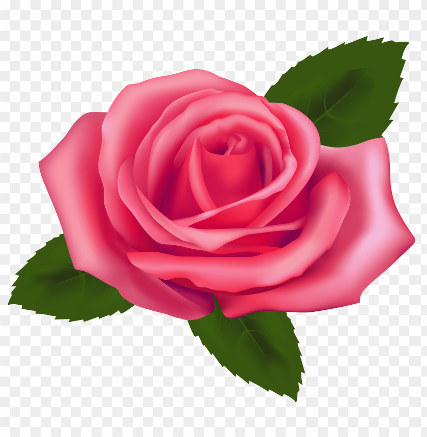 beautiful, pink, rose