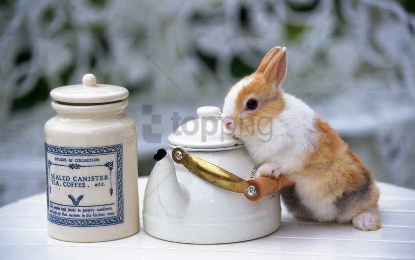 bunny, rabbit, tea canister, coffee, cream colored pottery, cute animals, kitchen decor