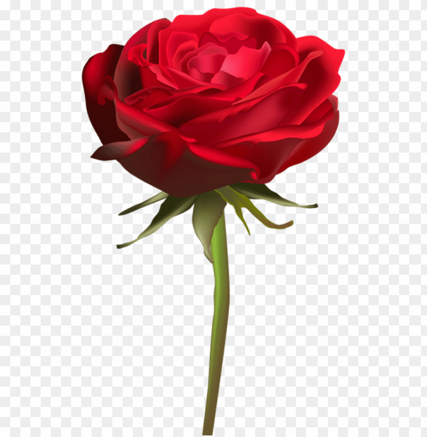 beautiful red rose