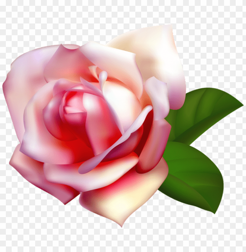 beautiful rose