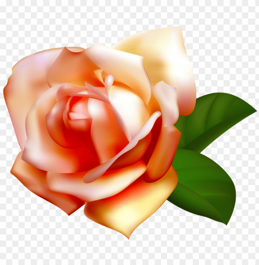 beautiful rose