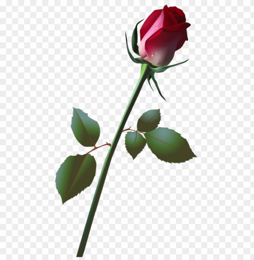 beautiful rose bud