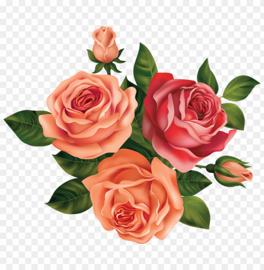 beautiful roses