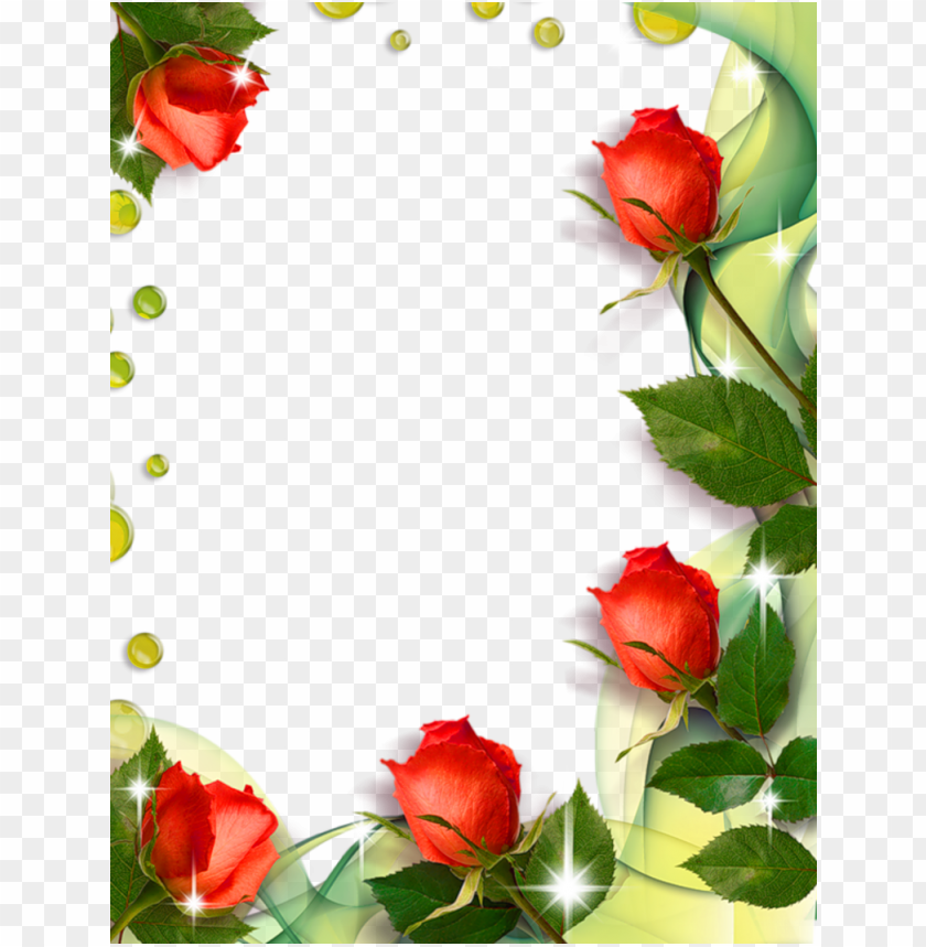 Red Rose Border with Green Leaves and Dew Drops