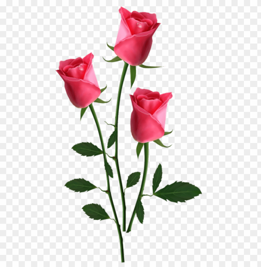 beautiful transparent pink rosespicture