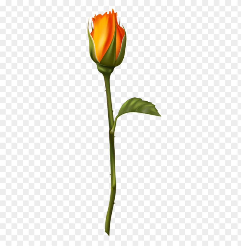 beautiful transparent rosepicture