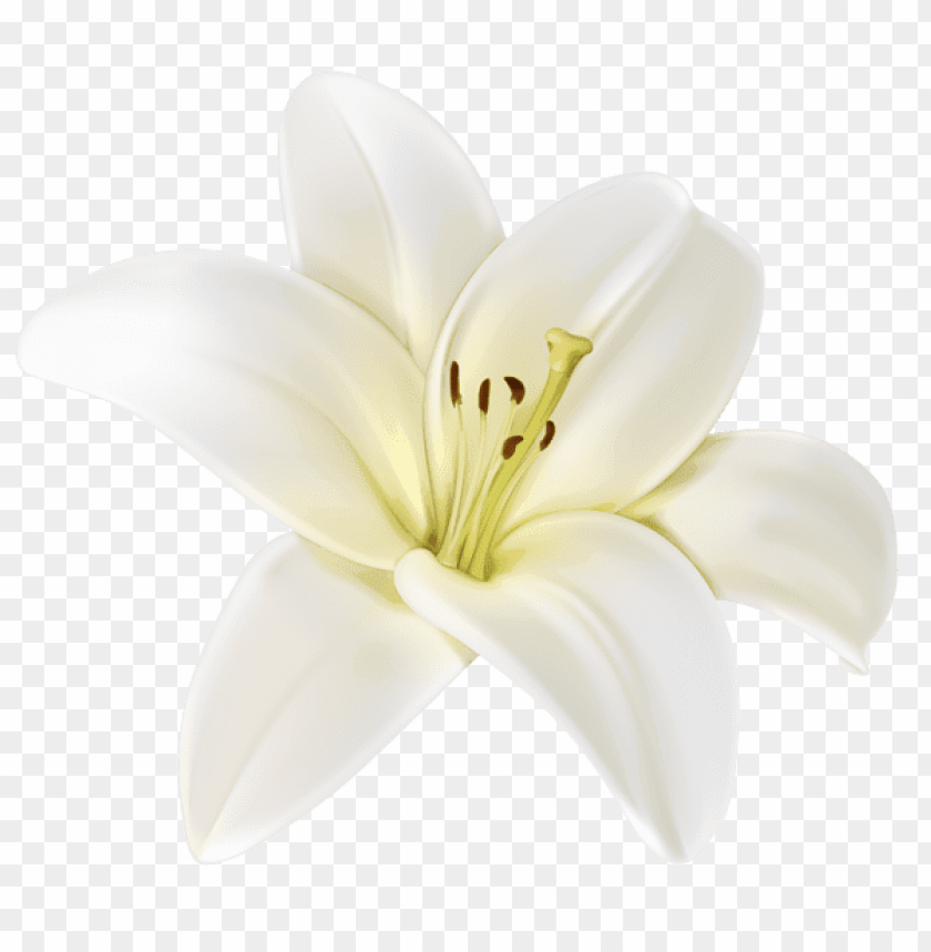 beautiful white flower