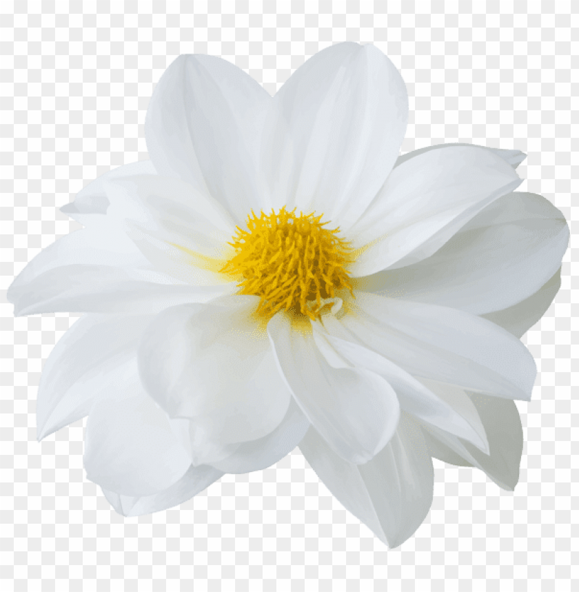 beautiful white flower