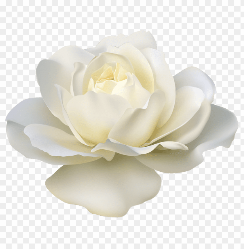 beautiful white rose