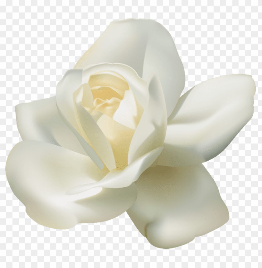 beautiful white rose