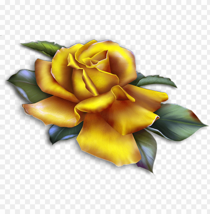 beautiful yellow rose