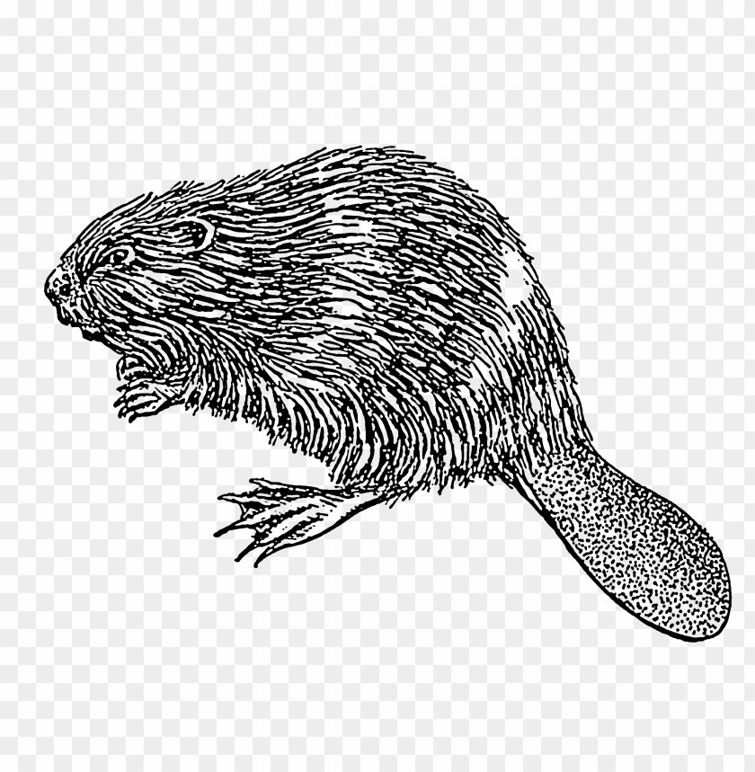 animals, beavers, beaver illustration, 