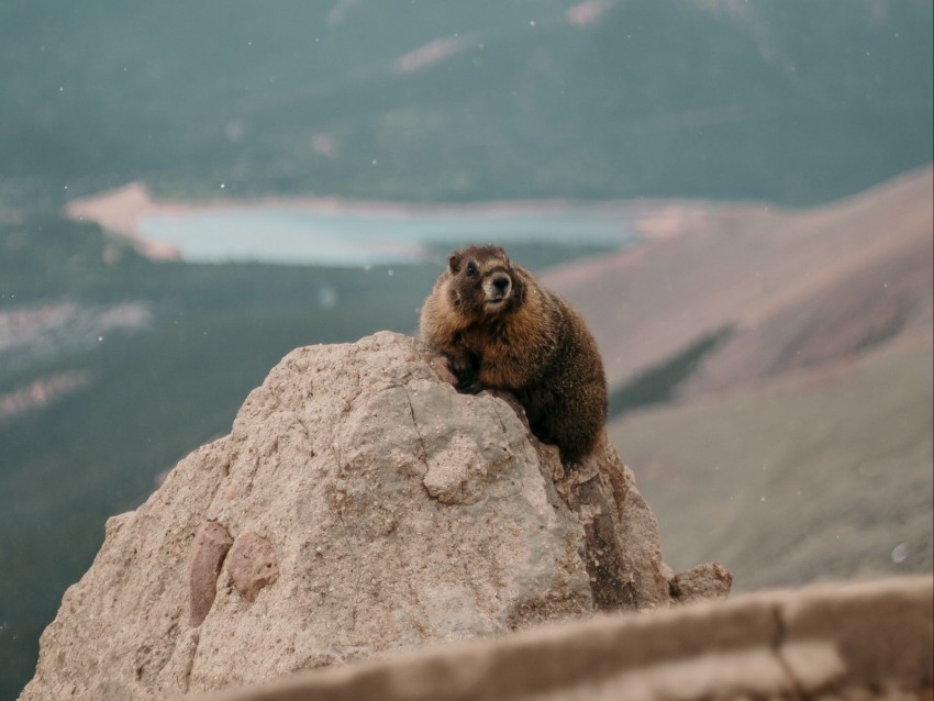 beaver, rock, stone, animal, wildlife