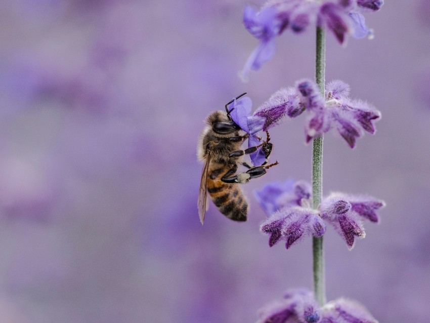 bee, flower, pollination, insect, macro, lilac