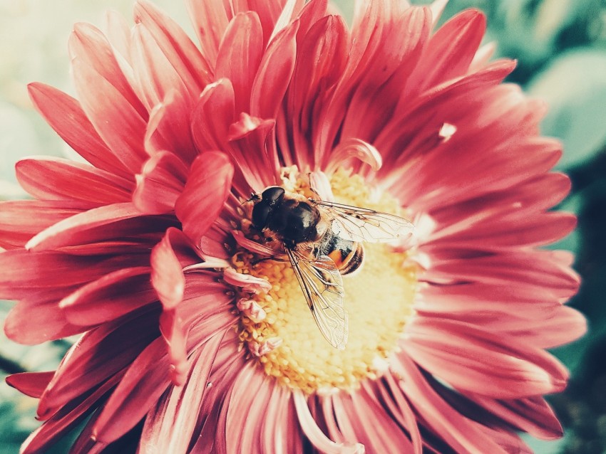 bee, flower, pollination, insect, petals