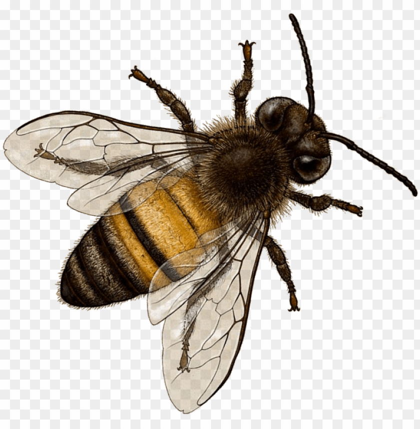 Bee Image With - Bee PNG Transparent Background