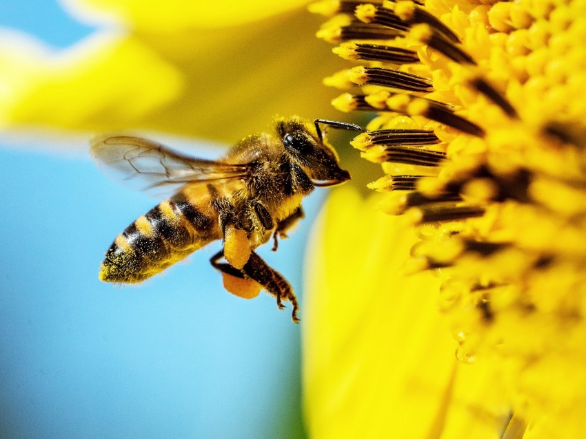 Bee Sunflower Macro Flower Pollen Background