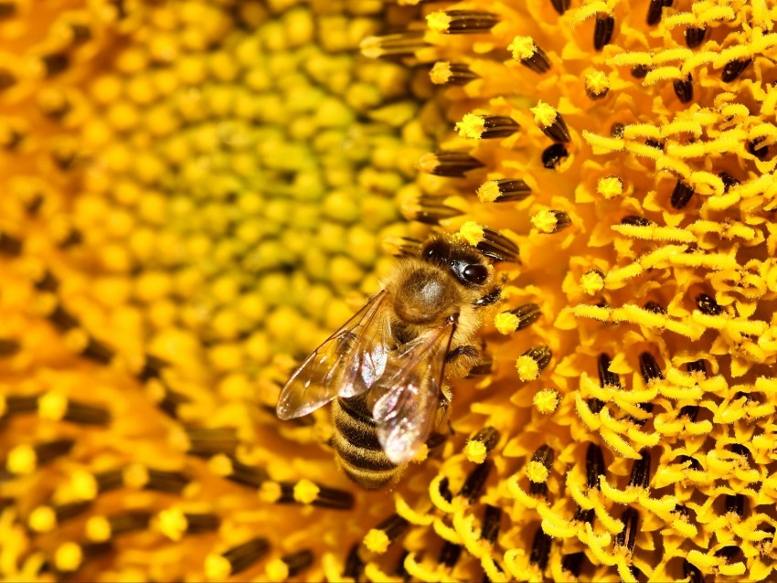 Bee Sunflower Pollen Flower Macro Background