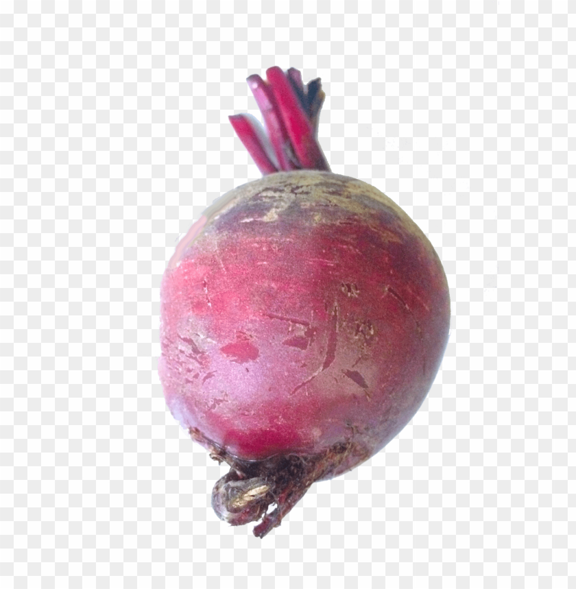 
beet
, 
carrot-shaped root
, 
red beetroot
, 
root vegetable
