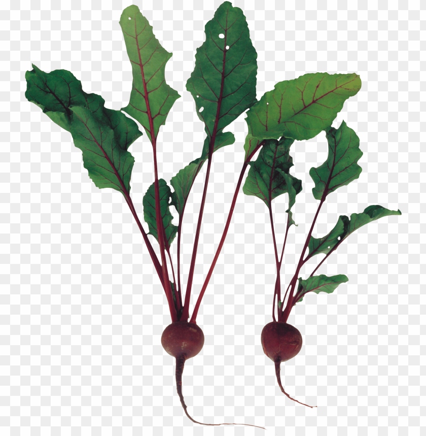 
beet
, 
carrot-shaped root
, 
beetroot
, 
mangelwurzel
, 
food colouring
