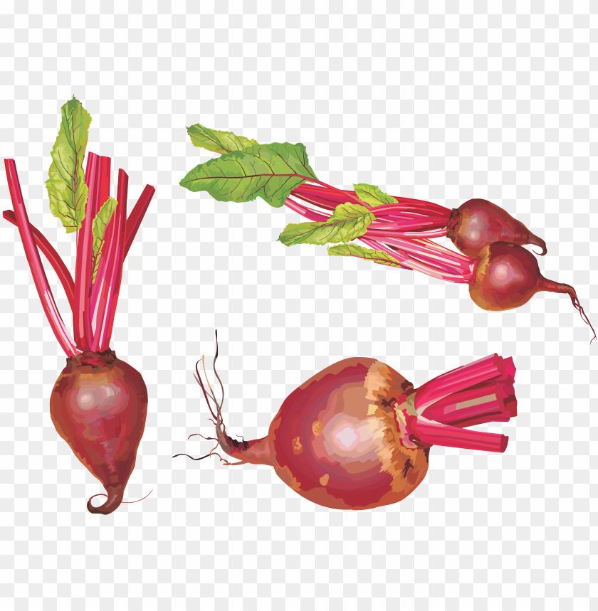 
beet
, 
carrot-shaped root
, 
beetroot
, 
mangelwurzel
, 
food colouring
