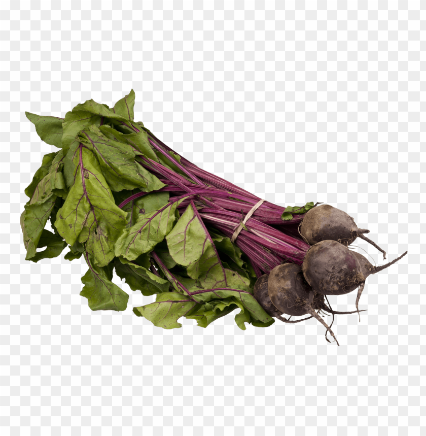 
beet
, 
carrot-shaped root
, 
red beetroot
, 
root vegetable
