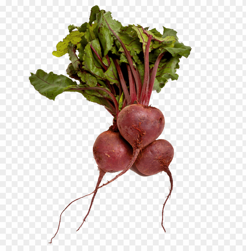 
beet
, 
carrot-shaped root
, 
red beetroot
, 
root vegetable
