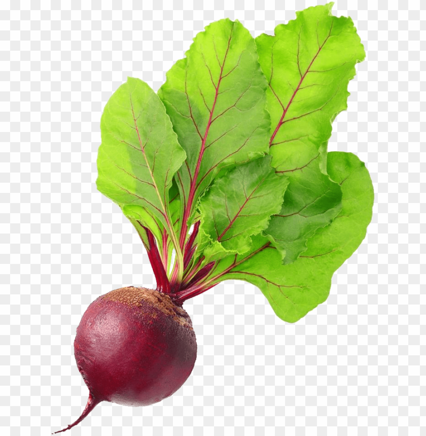 
beet
, 
carrot-shaped root
, 
red beetroot
, 
root vegetable
