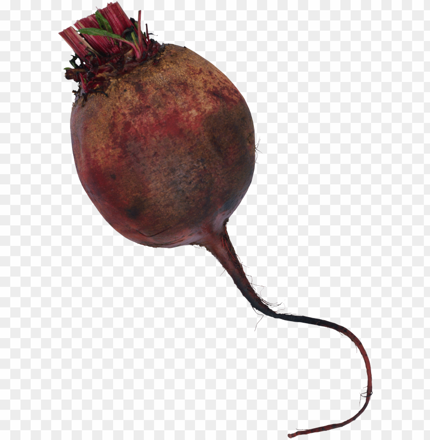 
beet
, 
carrot-shaped root
, 
red beetroot
, 
root vegetable
