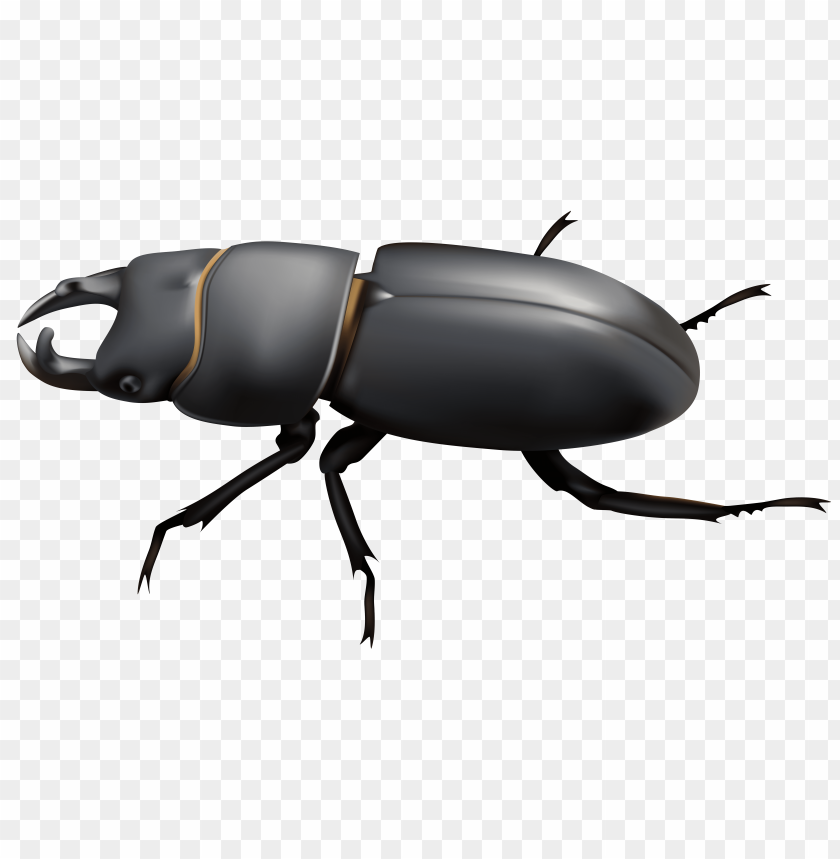 beetle